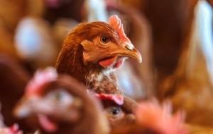 AVIARIA FOCOLAIO IN ALLEVAMENTO NEL VERONESE, ORDINANZA DI LUCA ZAIA