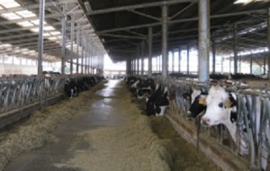 REGIONE VENETO APPROVA PROGRAMMA CONTROLLI SU ETICHETTATURA CARNI BOVINE
