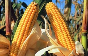 OGM, PRESIDENTE ZAIA: SENTENZA UE E’ SPADA DI DAMOCLE