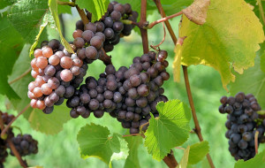 CONFCOOPERATIVE FVG: PRIMO PINOT GRIGIO REGIONALE CERTIFICATO DOC “DELLE VENEZIE”