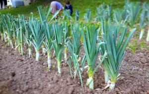 A RAGOGNA NASCE ORTOBORTO, L’ORTO SOCIALE CHE ACCOGLIE TUTTI