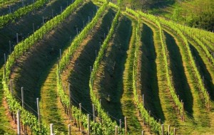 ACCOLTE LE RICHIESTE DEL CONSORZIO DI TUTELA PROSECCO: ALTRI 1200 ETTARI DI VIGNETI DOC