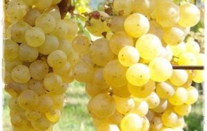 RIBOLLA GIALLA: SEMPRE PIU’ VINO RAPPRESENTATIVO DEL FRIULI