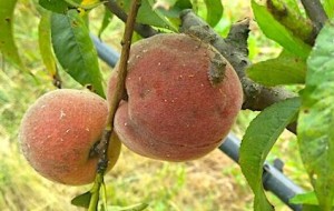 AGRICOLTURA: VENETO FINANZIA TASK FORCE DI RICERCATORI PER PROGETTO CONTENIMENTO CIMICE ASIATICA