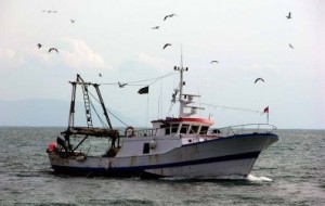 Pesca veneta in chiaroscuro, segni negativi ma cresce  numero  aziende