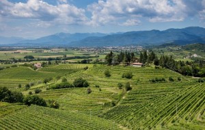 FRIULI COLLI ORIENTALI E RAMANDOLO: IL 2017, UN’ANNATA VITICOLA BUONA, MA CON EFFETTO GELO