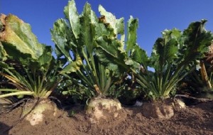 AGRICOLTURA: REGIONE VENETO, 200 EURO DI CONTRIBUTO AD ETTARO PER COLTIVARE BARBABIETOLE