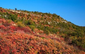 M5S VS ILLY: QUADRUPLICARE LINEA FS RONCHI-TRIESTE DEVASTA IL CARSO