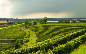 IL COLLIO CHE COMUNICA: NUOVO SITO ED EVENTI ESPERIENZIALI