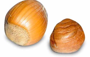 IL NOCCIOLO: SE LO COLTIVI CI FAI BUSINESS