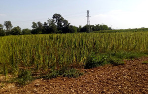 QUALI PROSPETTIVE PER LA CANAPA INDUSTRIALE IN FVG?