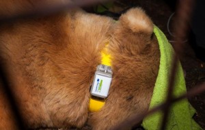 CATTURATO E RI-COLLARATO L’ORSO FRANCESCO