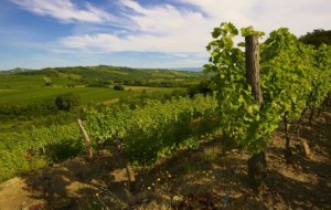 ENJOY COLLIO EXPERIENCE: UN TUFFO NEL CUORE DEL COLLIO