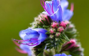 ERBE E SAPORI VAL DI RESIA: UN WEEK END CON I PIATTI TRADIZIONALI