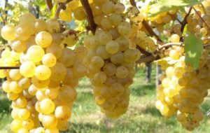 RIBOLLA GIALLA: URGENTE  UN TAVOLO DI LAVORO