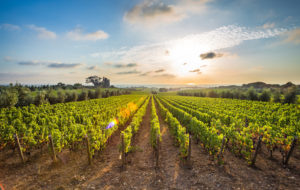 VITIVINICOLTURA FVG: IL PUNTO IN UN CONVEGNO ERSA A UDINE