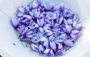 ZAFFERANO FVG: FARE SISTEMA PER VALORIZZARLO