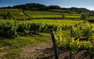 COLLIO IN CAMPO TRA SOSTENIBILITA’ E INNOVAZIONE
