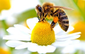 API E GELATE: DANNI PER IMPOLLINAZIONE E MIELE