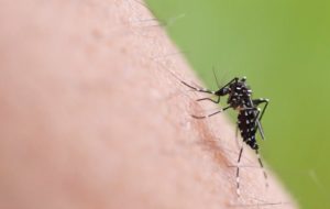 ZANZARA TIGRE: COME DIFENDERSI