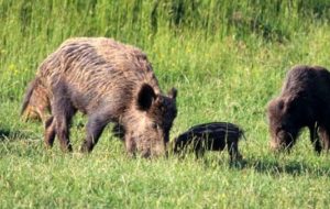 CONFAGRICOLTURA – PESTE SUINA, ANCORA NON IN FVG MA ADOTTARE MISURE