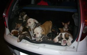 I PERICOLI DEL TRAFFICO ILLEGALE DI ANIMALI