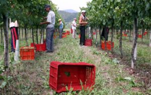 CAPORALATO IN FVG: ATTIVO  NUMERO VERDE PER DENUNCIARE GLI ABUSI