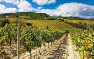 SLOVENIA – Interreg, fondi per la ricerca vitivinicola