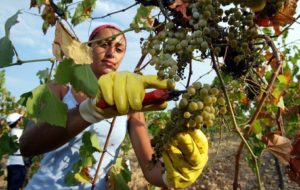 MONDIALE SAUVIGNON: ITALIA TERZA, FVG PRIMEGGIA IN MEDAGLIE