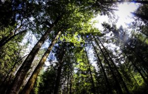 IL FESTIVAL DEL LEGNO CHE SUONA