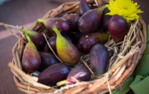 IN CAMPAGNA CON IL FIGOMORO