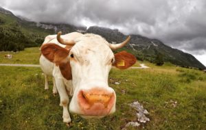FONDI AI GIOVANI CHE GUARDANO ALLA MONTAGNA