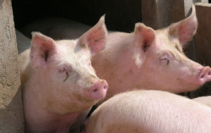 PESTE SUINA AFRICANA, CONFAGRICOLTURA: NON ABBASSARE LA GUARDIA