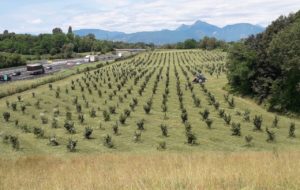 NOCCIOLE FVG NELLA SFIDA DELLE CREME