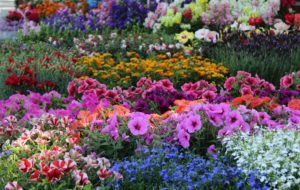 AZIENDE FLOROVIVAISTICHE POSSONO VENDERE