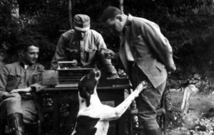 UOMINI E ANIMALI INSIEME IN TUTTE LE GUERRE