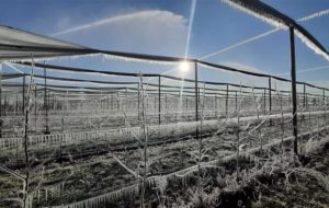 GELATE: DANNI AI FRUTTETI NON PROTETTI