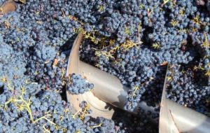 I NODI DEL VITIVINICOLO: LIQUIDITA’ E GIACENZE