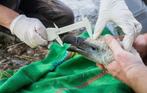 CONOSCERE E GESTIRE LA NATURA DELLE AREE  TRANSFRONTALIERE:RISULTATI DI “NAT2CARE”