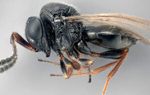 ARRIVA LA VESPA ANTAGONISTA DELLA CIMICE