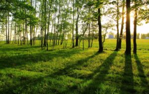 CAFC ADOTTA FORESTA TERAPEUTICA A LIGNANO