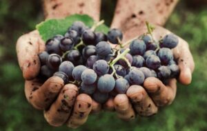VENDEMMIA 2020: MENO UVA MA DI OTTIMA QUALITÀ
