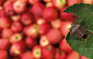 RISTORI PER DANNI DA CIMICE ASIATICA