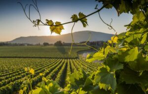 UNIUD: VIII CONVEGNO NAZIONALE DI VITICOLTURA