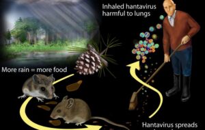 HANTAVIRUS: LE CAUTELE DA PRENDERE