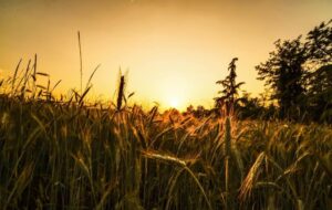 CONSUMO DI SUOLO: IN FVG L’INCREMENTO È TRA PIÙ  BASSI D’ITALIA