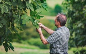 IN CAMPAGNA CON IL FIGOMORO