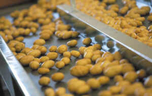 PATATA FVG: RACCOLTO SALVO E ROTTA VERSO IGP