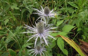 UDINE NEL PROGETTO “LIFE SEEDFORCE” PER SALVARE LE PIANTE AUTOCTONE ITALIANE DALL’ESTINZIONE