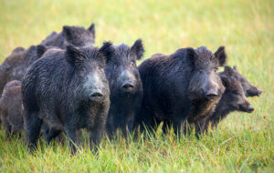 PESTE SUINA AFRICANA: ALLEVATORI FVG PREOCCUPATI